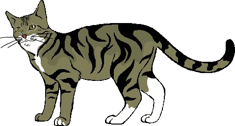 A CAT